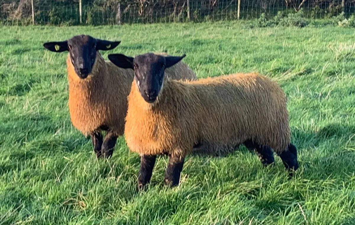 Hybrid Suffolk x  Blue Leicester Ram Lambs. - Image 1