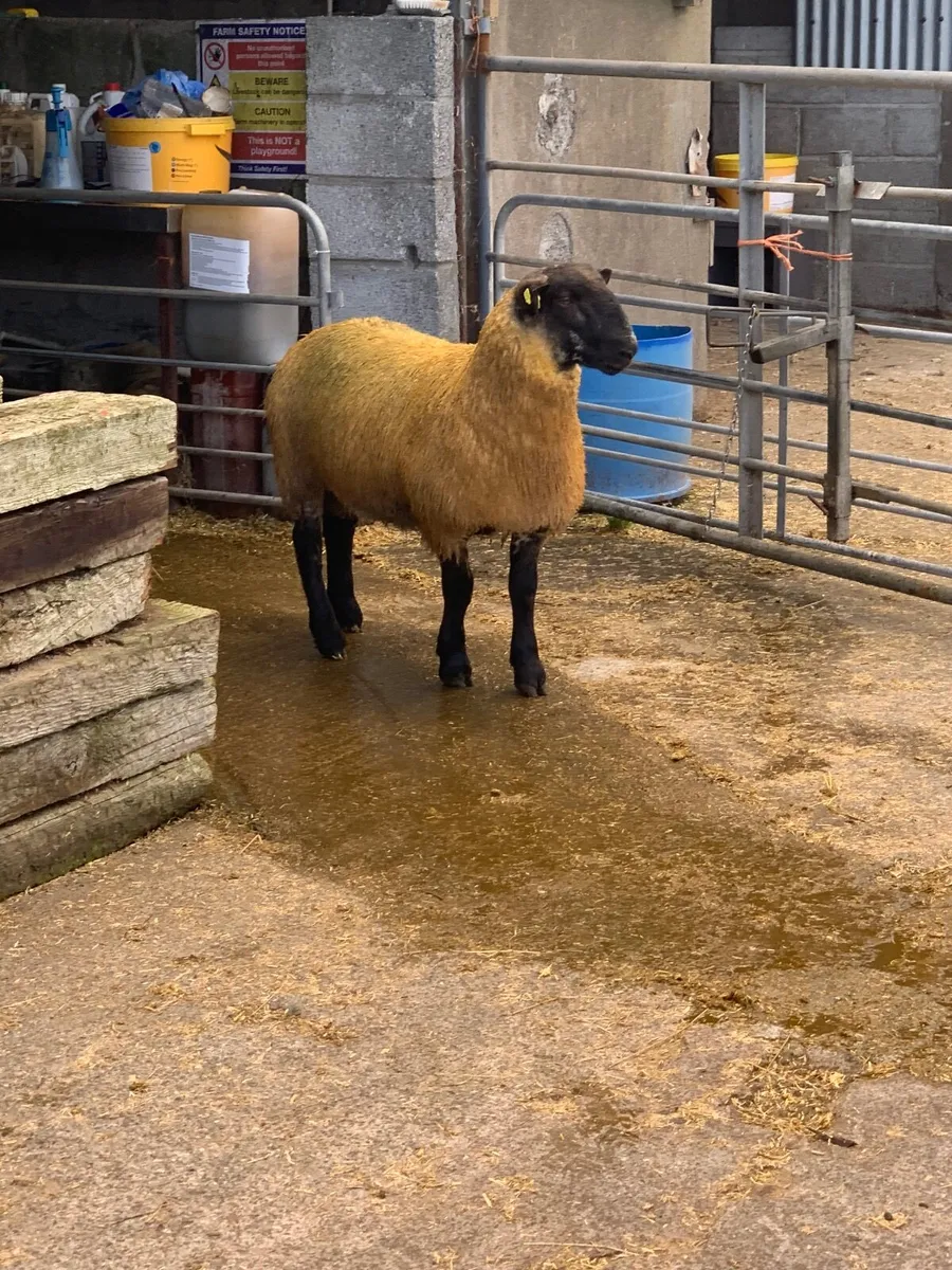 Hybrid Suffolk x  Blue Leicester Ram Lambs. - Image 2