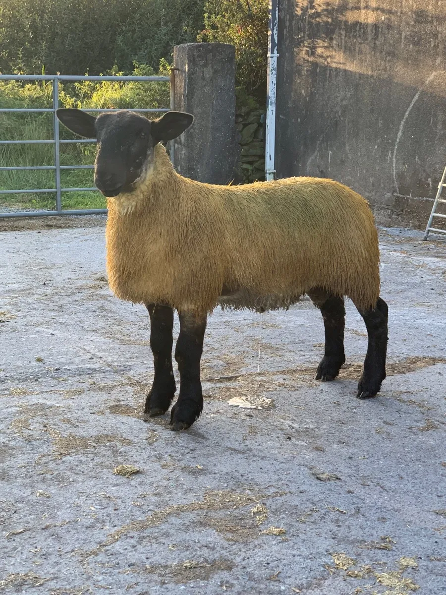 Hybrid Suffolk x  Blue Leicester Ram Lambs. - Image 3