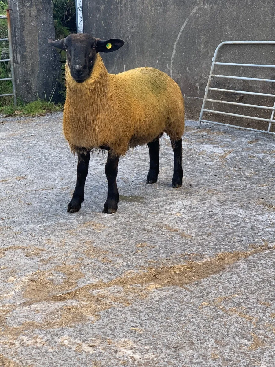 Hybrid Suffolk x  Blue Leicester Ram Lambs. - Image 4