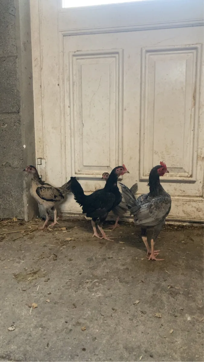 Calls and bantams - Image 1