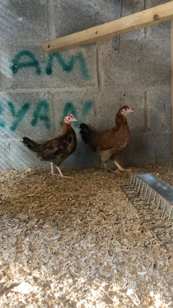 Calls and bantams - Image 3