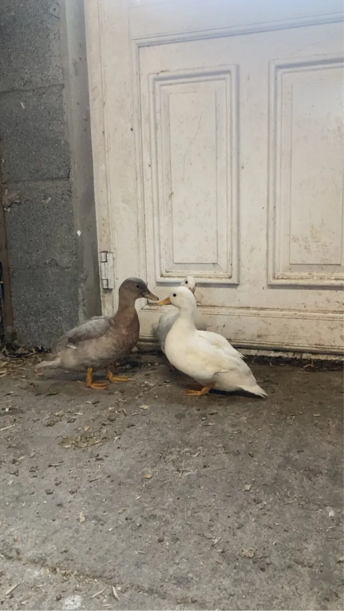 Calls and bantams - Image 4