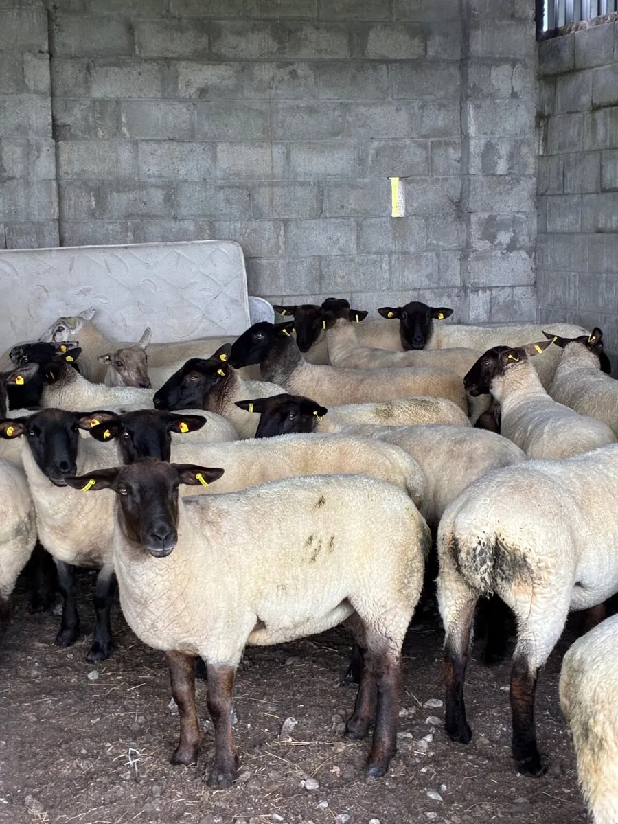 Sheep - Image 1