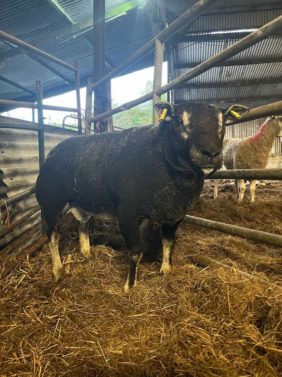 Pbnr dassenkop/ badger face ram - Image 1