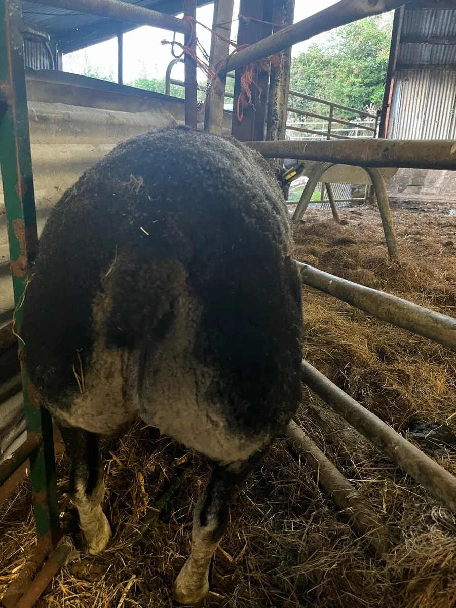 Pbnr dassenkop/ badger face ram - Image 2