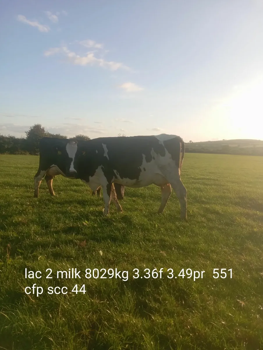 8 Empty pedigree Holstein cows - Image 2