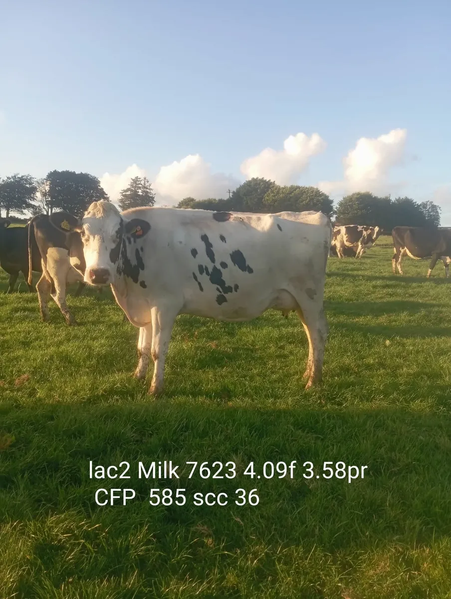 8 Empty pedigree Holstein cows - Image 3