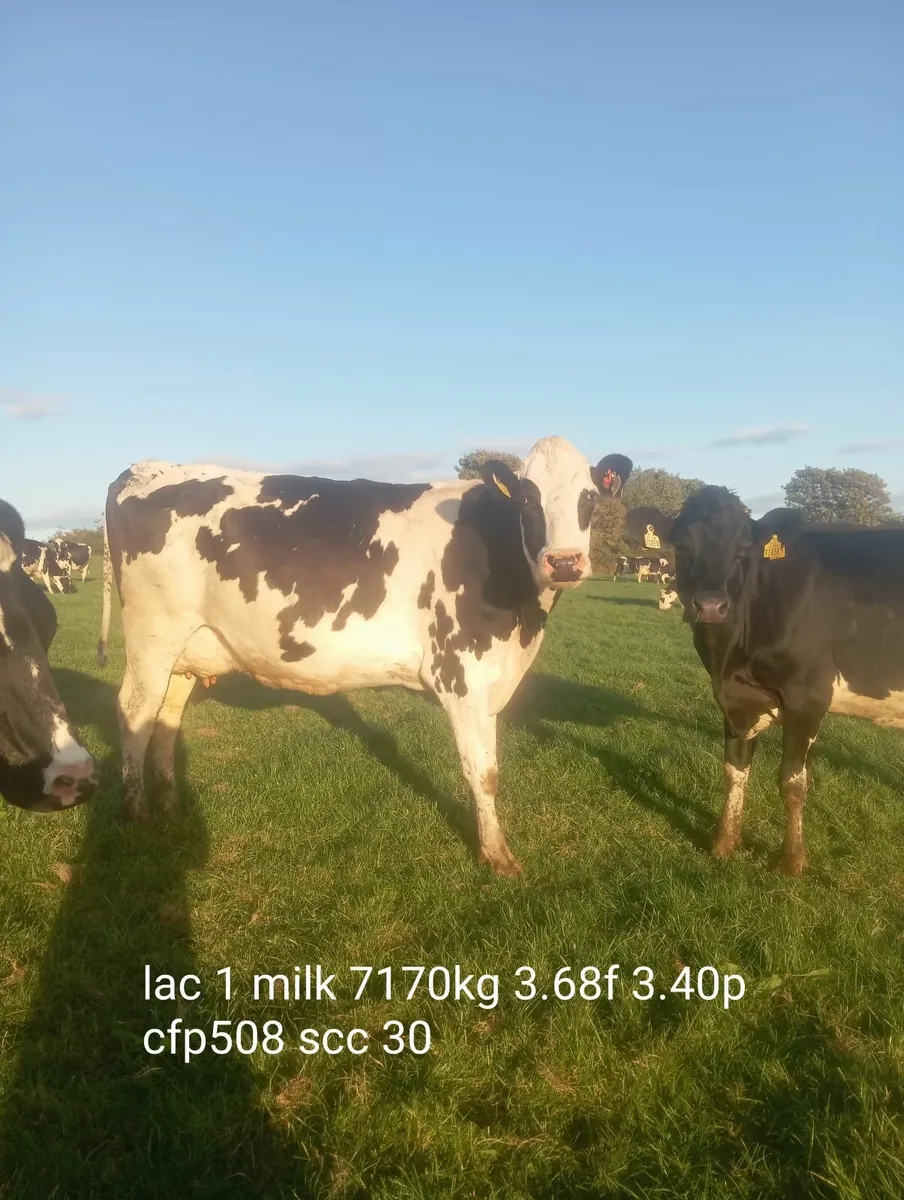 8 Empty pedigree Holstein cows - Image 4