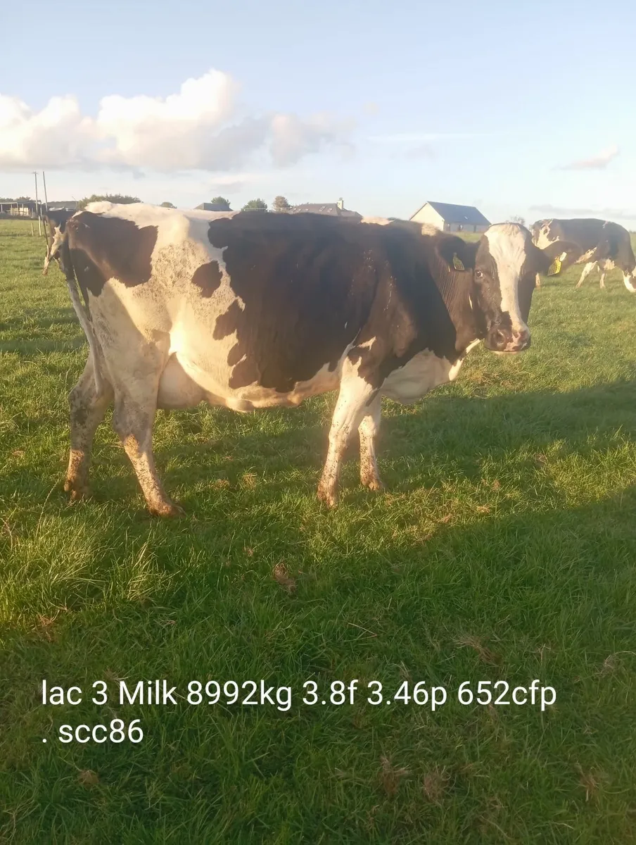 8 Empty pedigree Holstein cows - Image 1