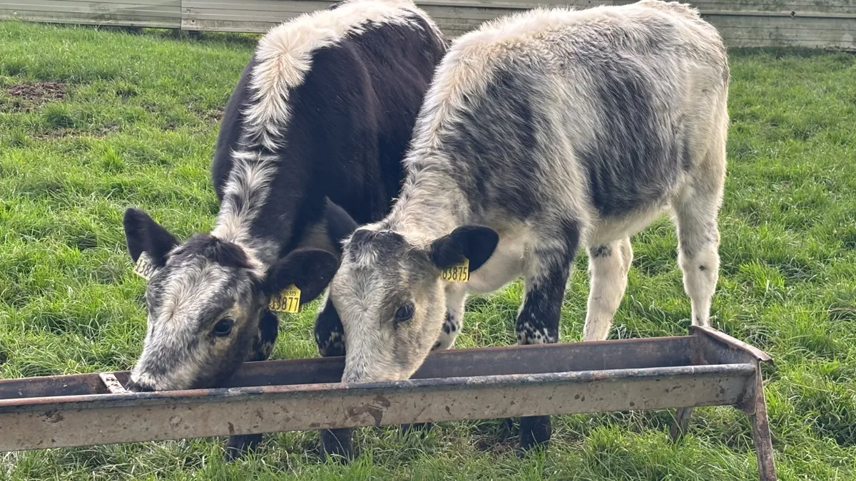 ⭐️ 2 Speckled Park Heifer Wealings ⭐️ - Image 1