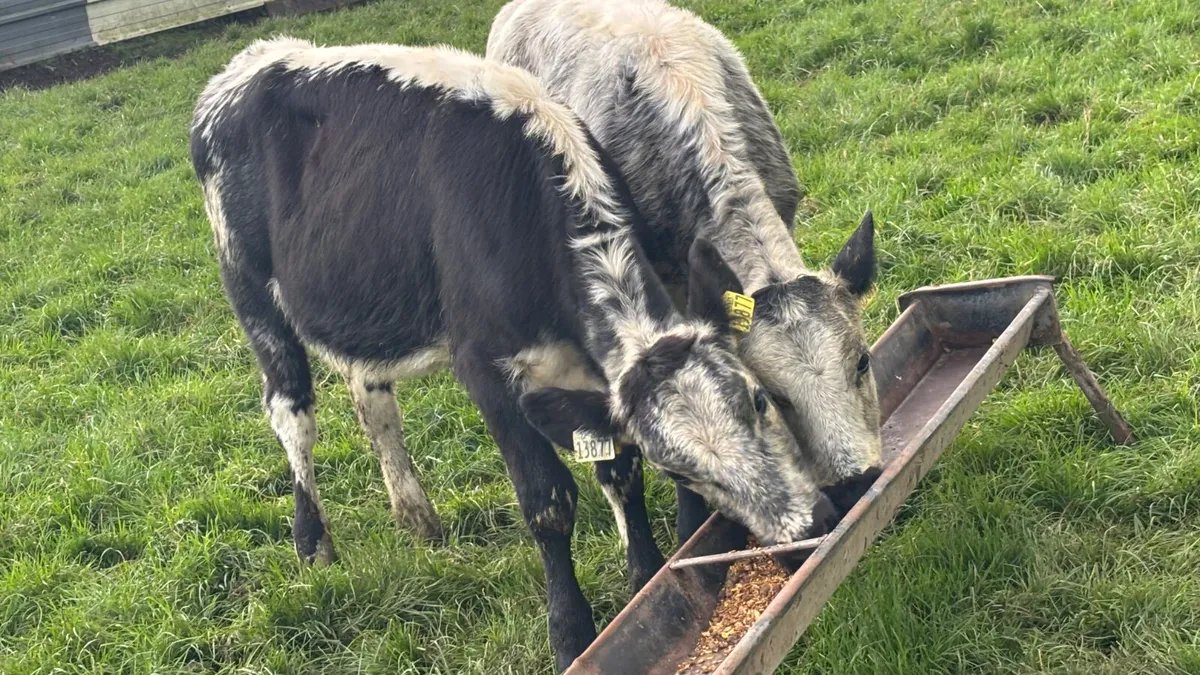 ⭐️ 2 Speckled Park Heifer Wealings ⭐️ - Image 3