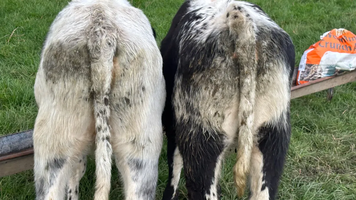 ⭐️ 2 Speckled Park Heifer Wealings ⭐️ - Image 4
