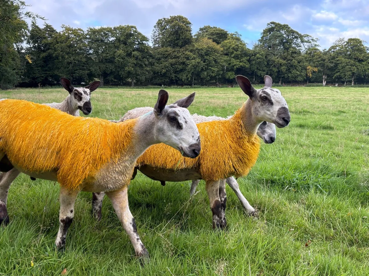 Blue Leicester Pedigree Rams for Sale - Image 1