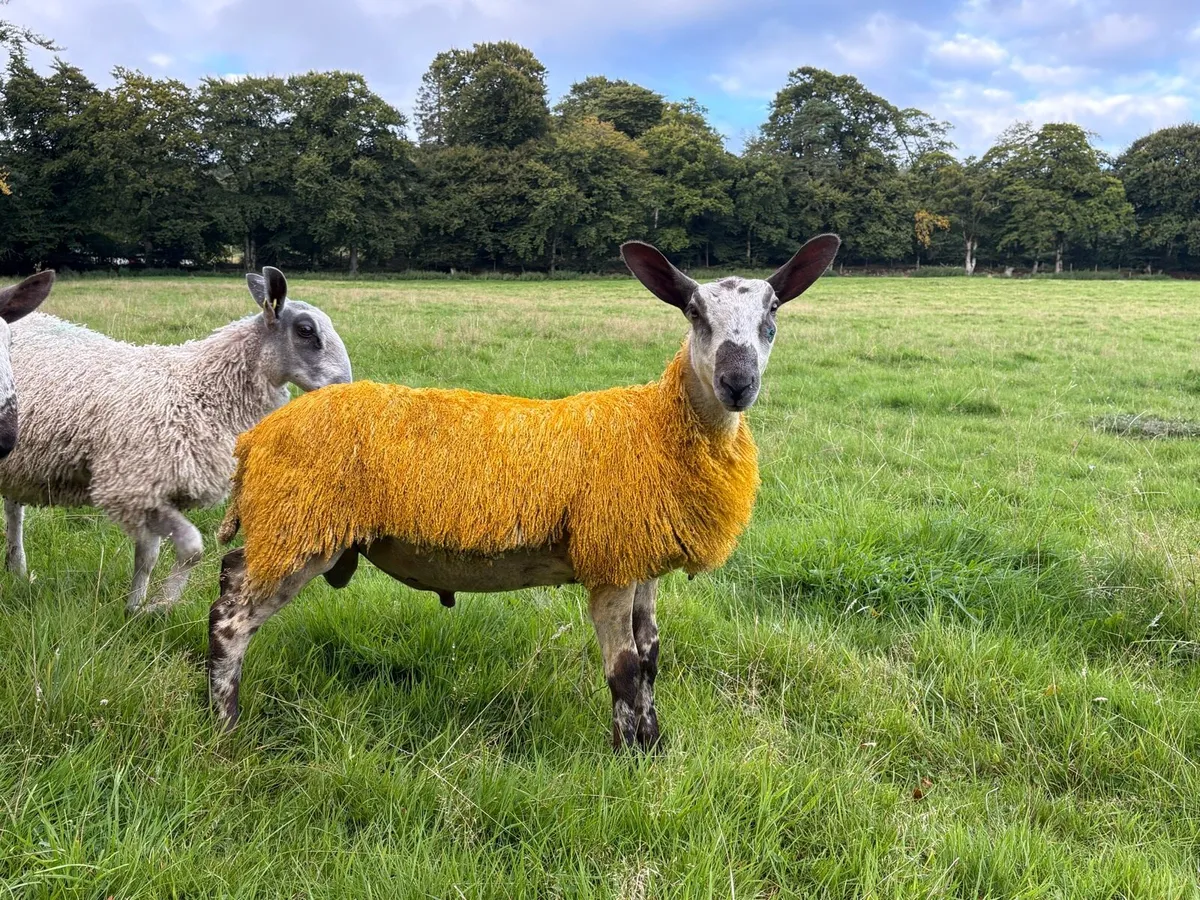 Blue Leicester Pedigree Rams for Sale - Image 2