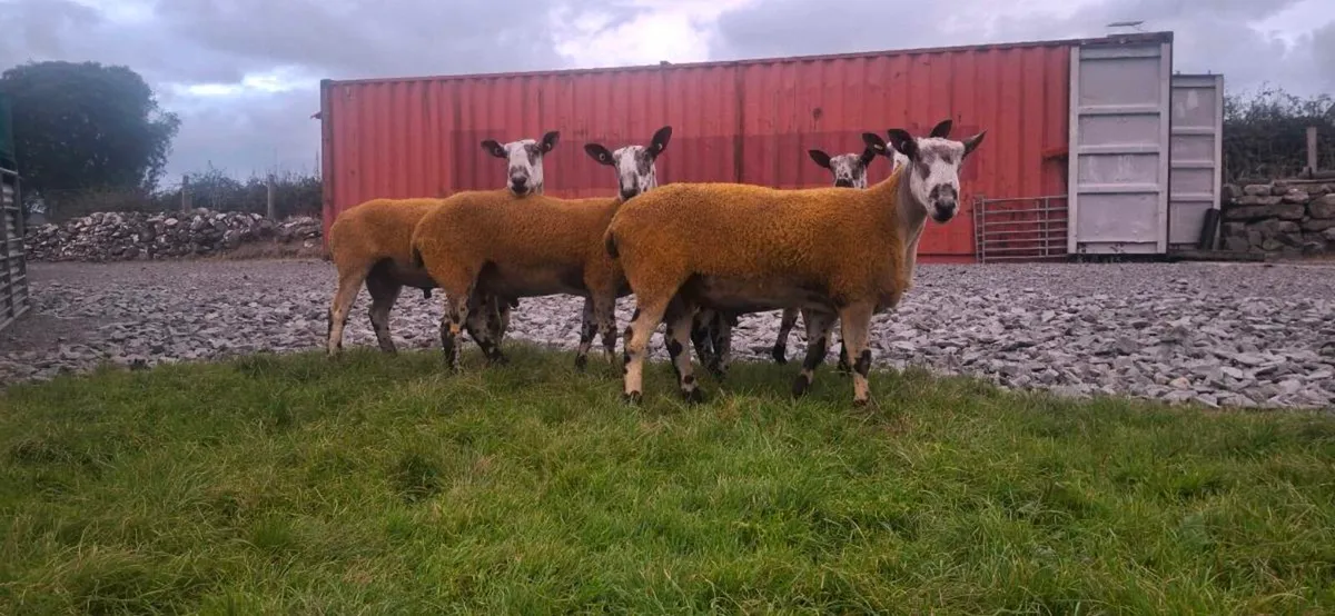 BLUEFACED LEICESTER RAMS - Image 1