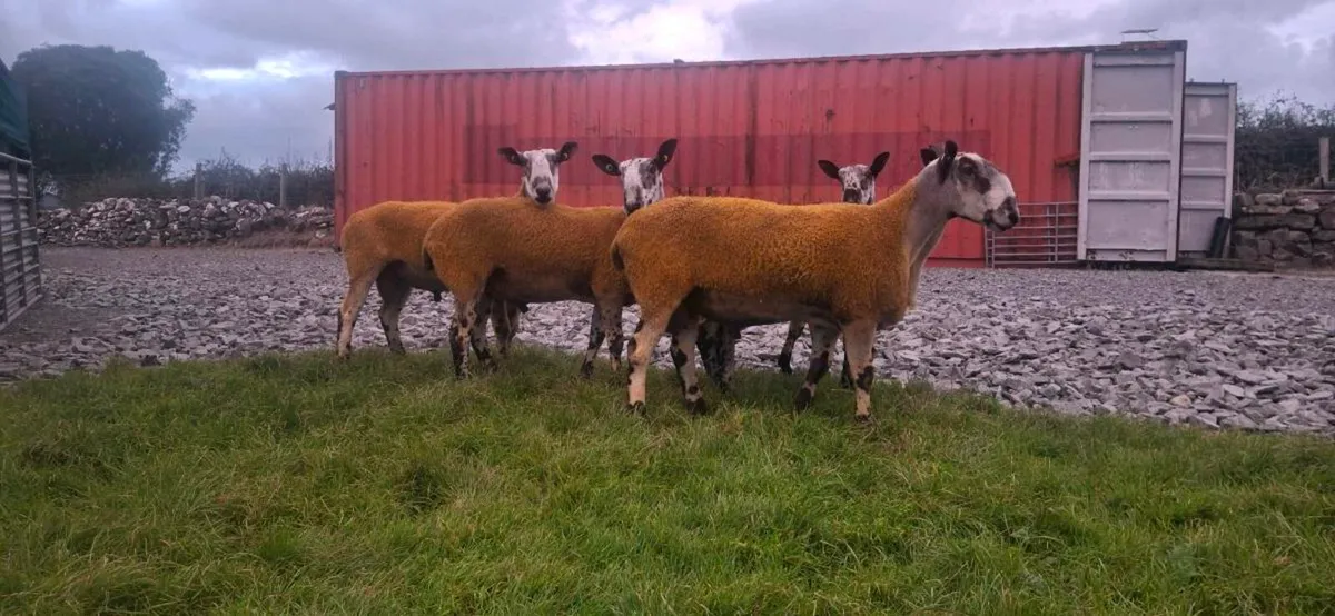 BLUEFACED LEICESTER RAMS - Image 2