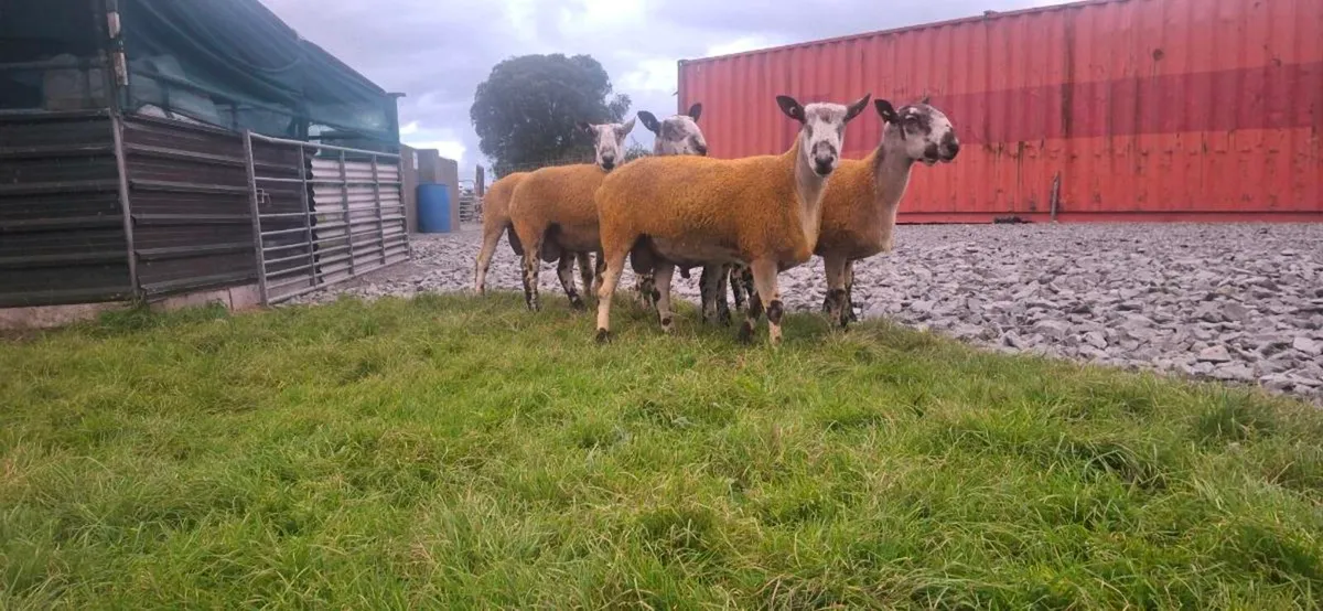 BLUEFACED LEICESTER RAMS - Image 3