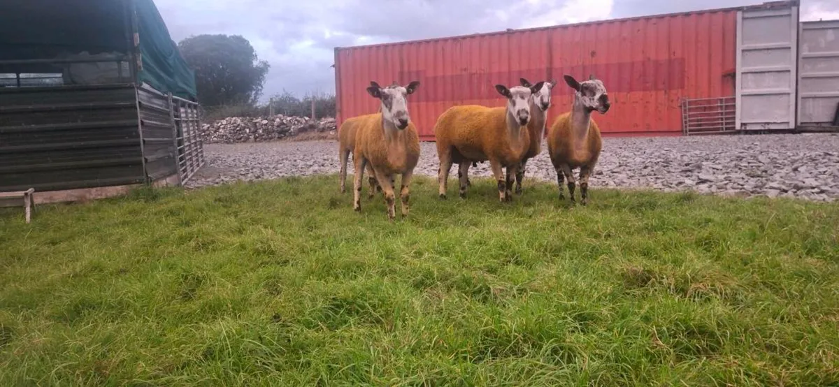BLUEFACED LEICESTER RAMS - Image 4