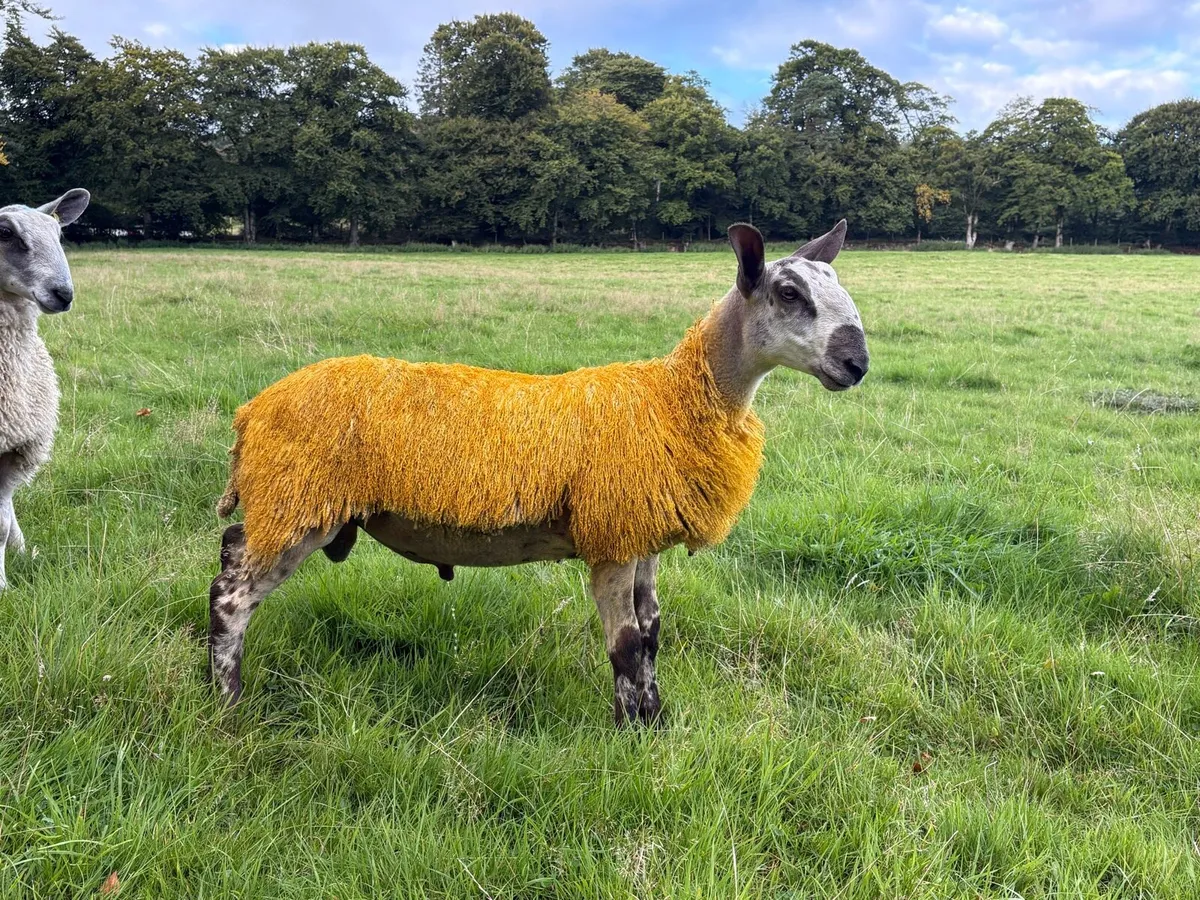 Blue Leicester Pedigree Rams for Sale - Image 3