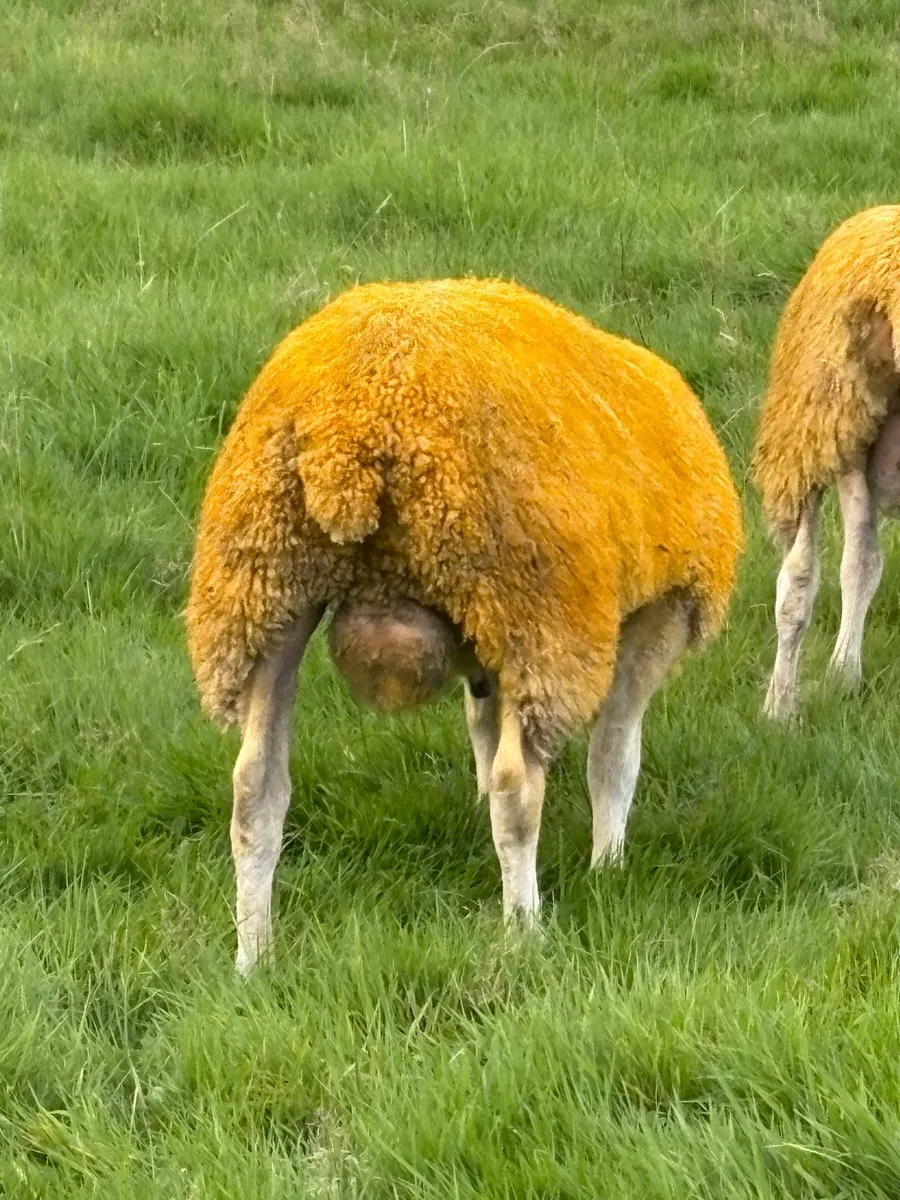 Blue Leicester Pedigree Rams for Sale - Image 4