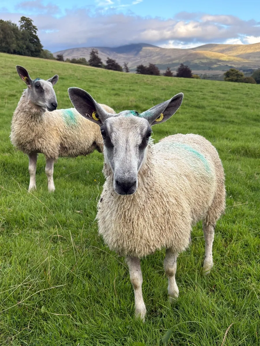 Blue Leicester Pedigree Rams for Sale - Image 2