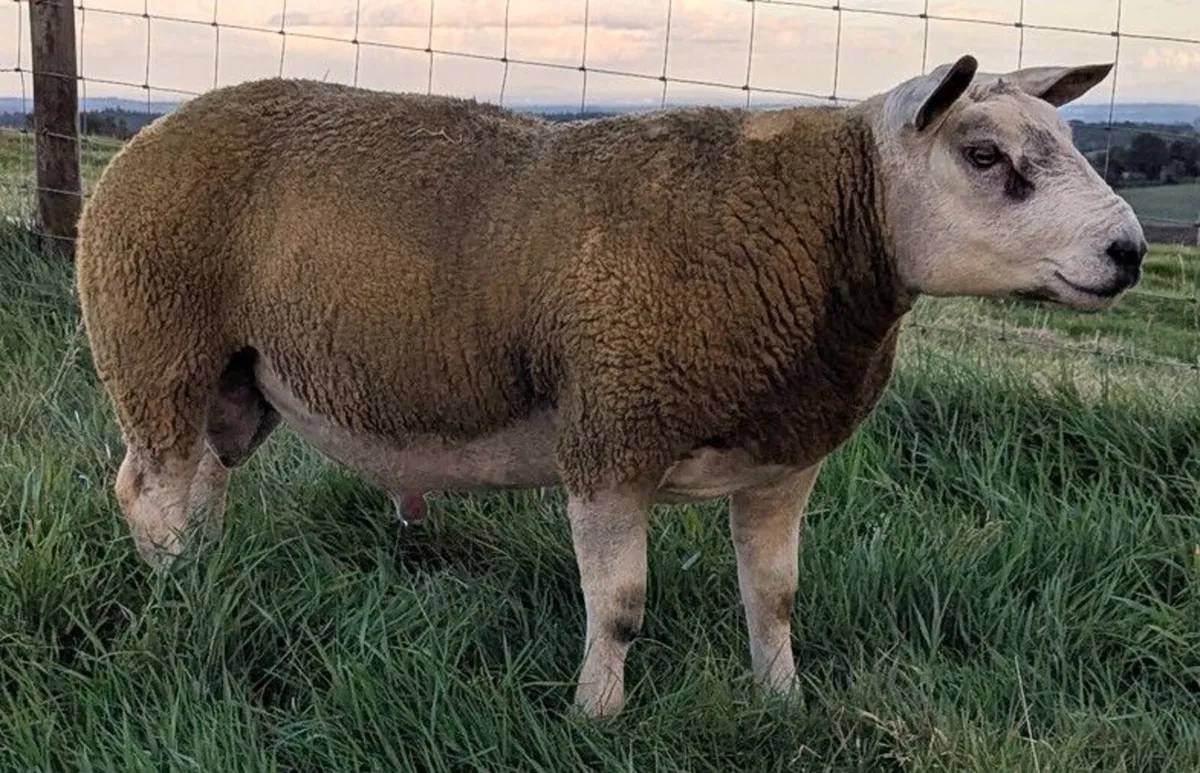 Shearling rams Swatragh mart 7pm tonight MartEye - Image 2