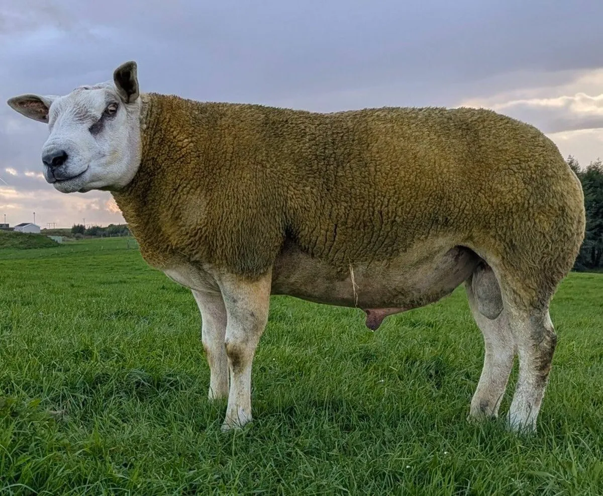 Shearling rams Swatragh mart 7pm tonight MartEye - Image 1