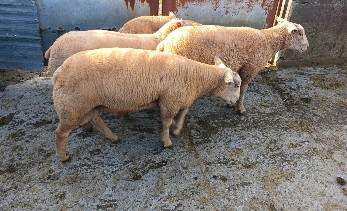 Purebred Registered Charlollais rams - Image 1