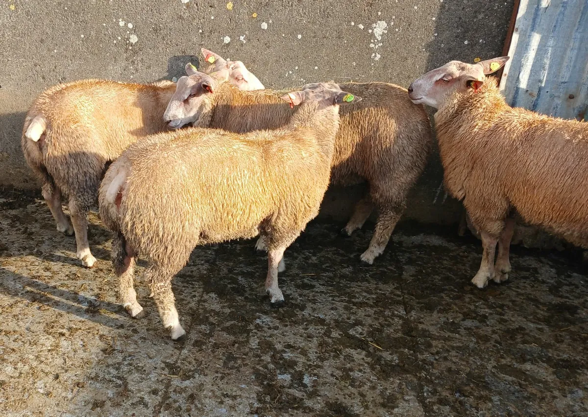 Purebred Registered Charlollais rams - Image 3