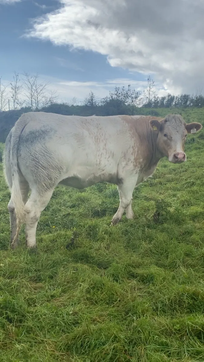 ⭐️⭐️⭐️⭐️roan breeding heifer balla 6th September - Image 3