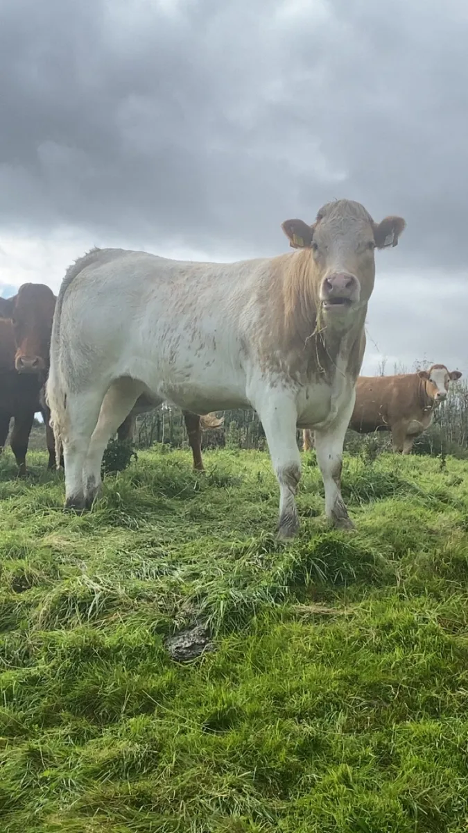 ⭐️⭐️⭐️⭐️roan breeding heifer balla 6th September - Image 4