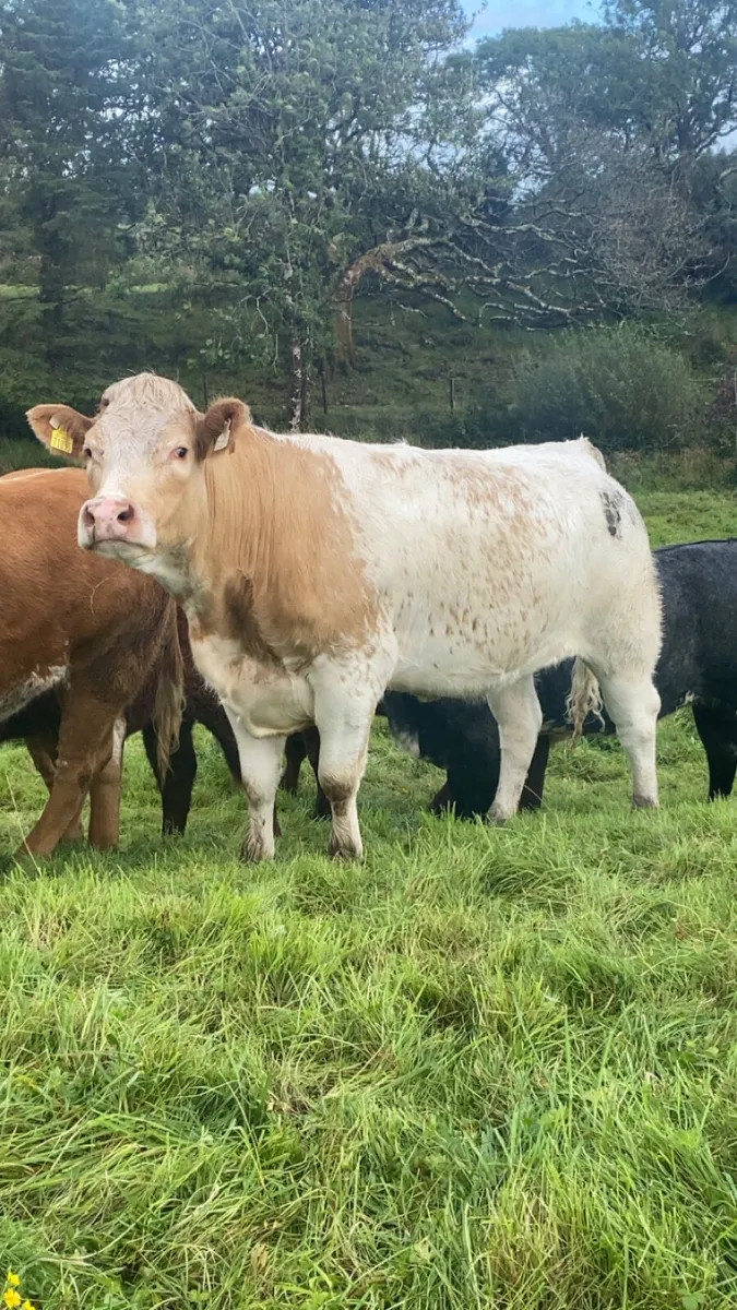 ⭐️⭐️⭐️⭐️roan breeding heifer balla 6th September - Image 1