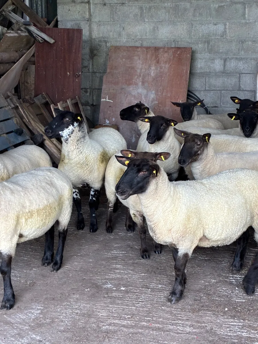 Sheep - Image 4