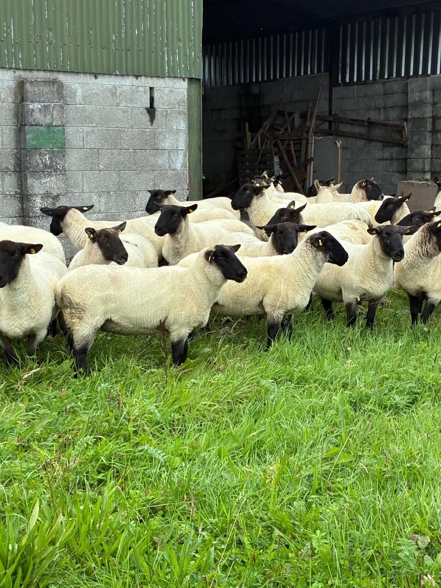 Sheep - Image 2
