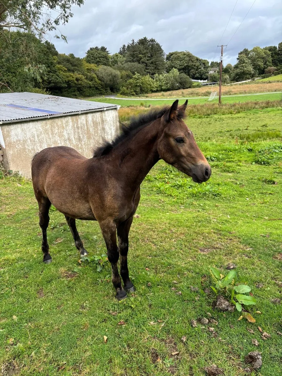 Connemara Colt Foal - Image 2