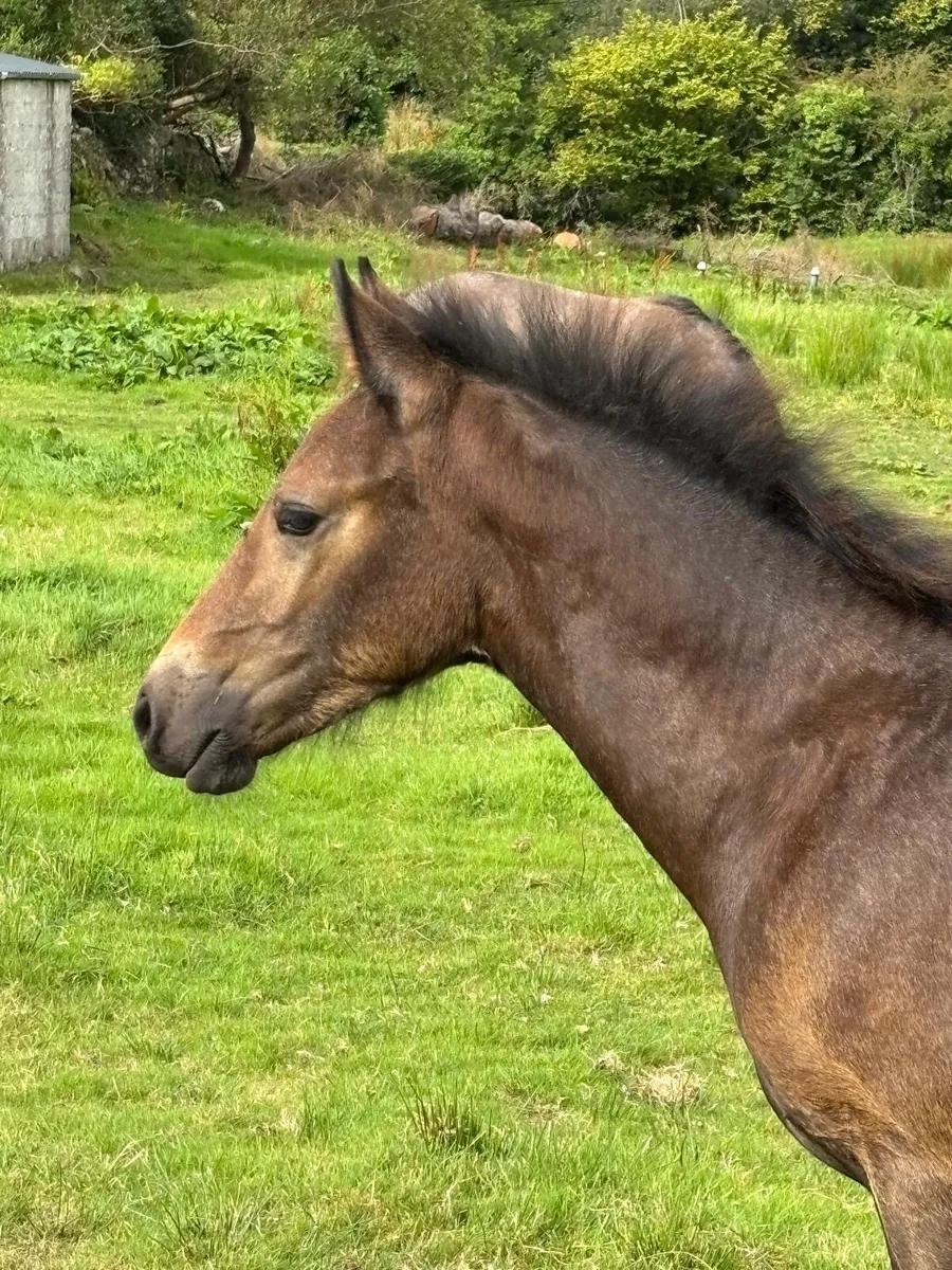 Connemara Colt Foal - Image 1