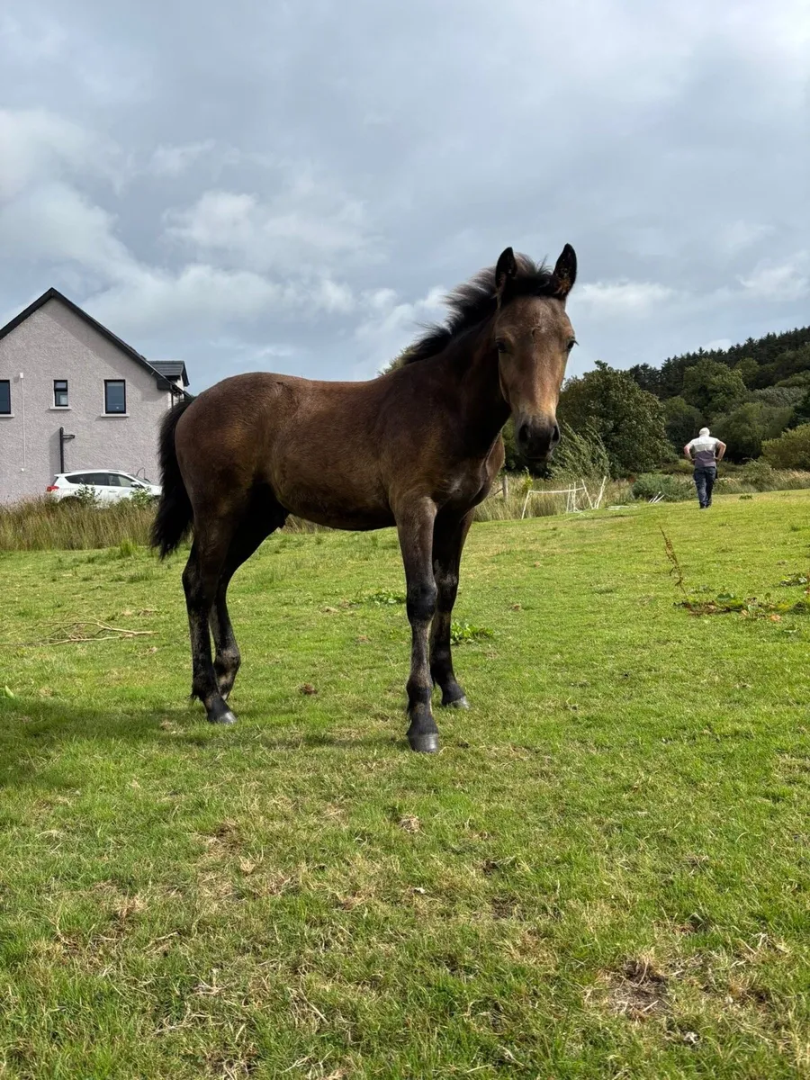 Connemara Colt Foal - Image 3