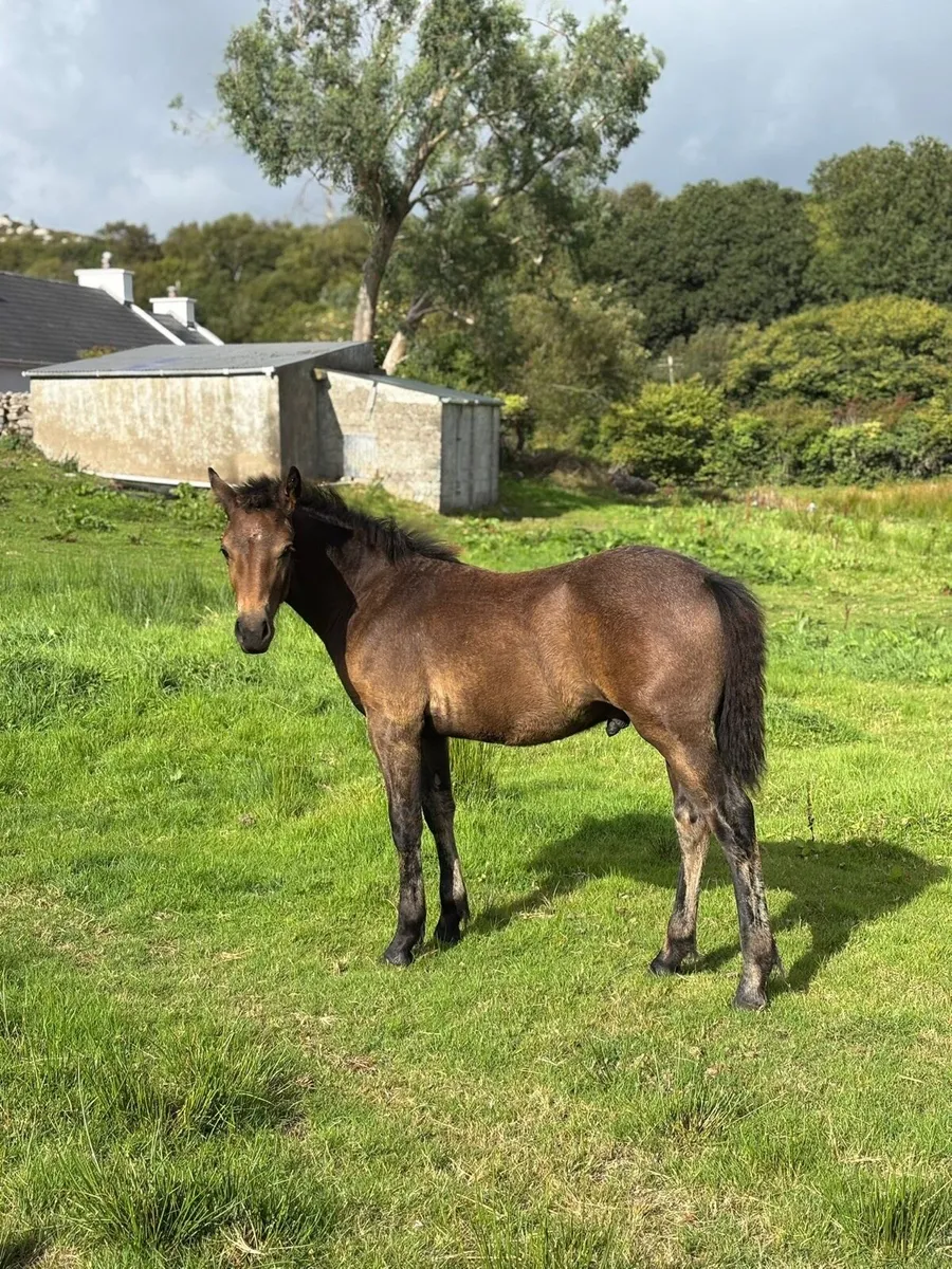 Connemara Colt Foal - Image 4