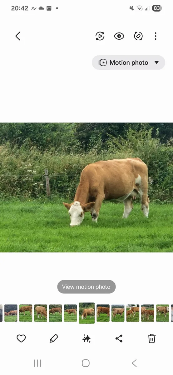 4 ⭐️⭐️⭐️⭐️ Cows BALLA MART 6th SEPT LOTS 2604/2605 - Image 1