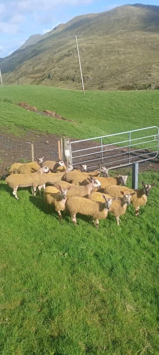 BLUEFACED LEICESTER RAM & EWE LAMBS - Image 1