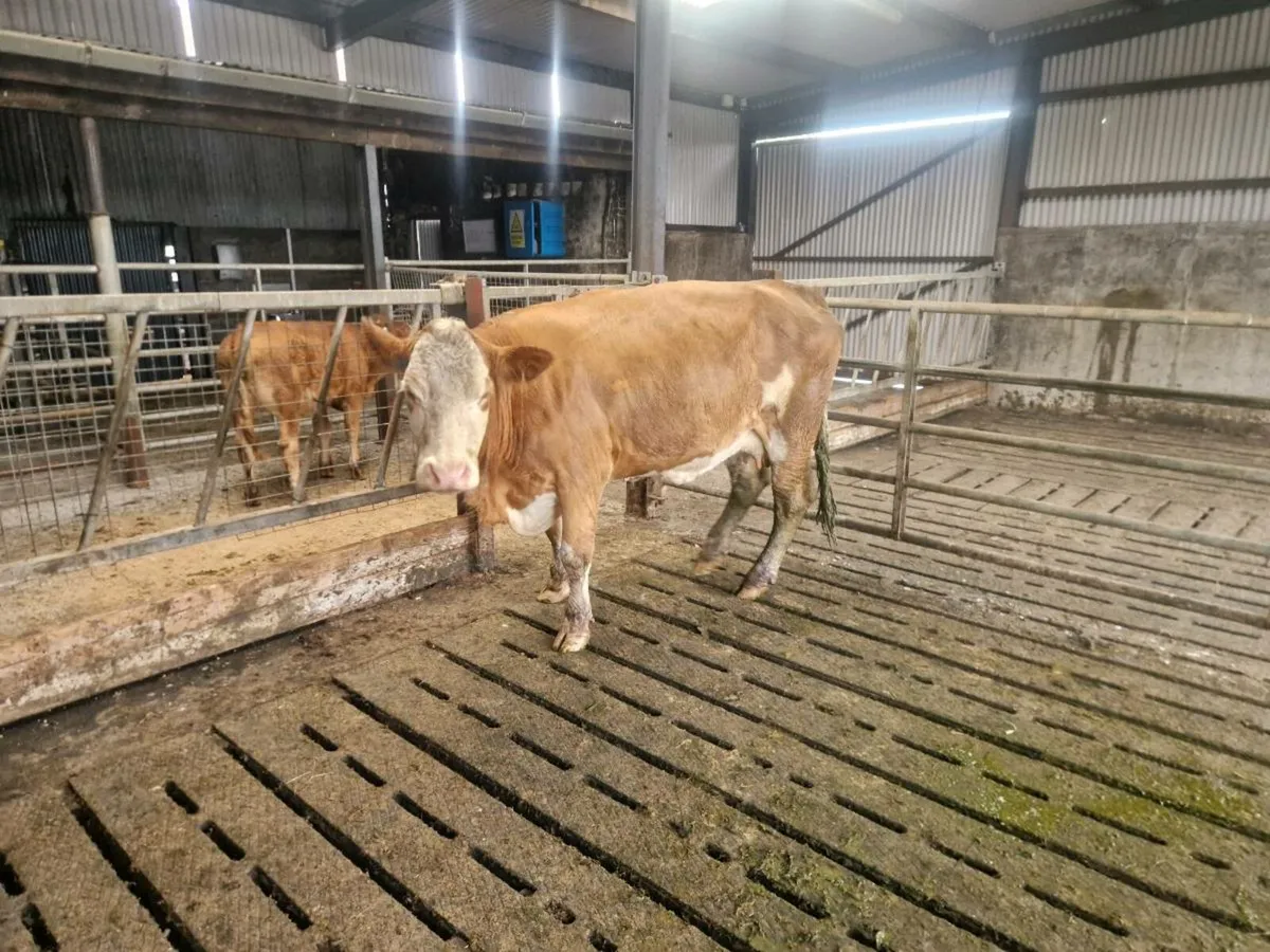 4 ⭐️⭐️⭐️⭐️ Cows BALLA MART 6th SEPT LOTS 2604/2605 - Image 3