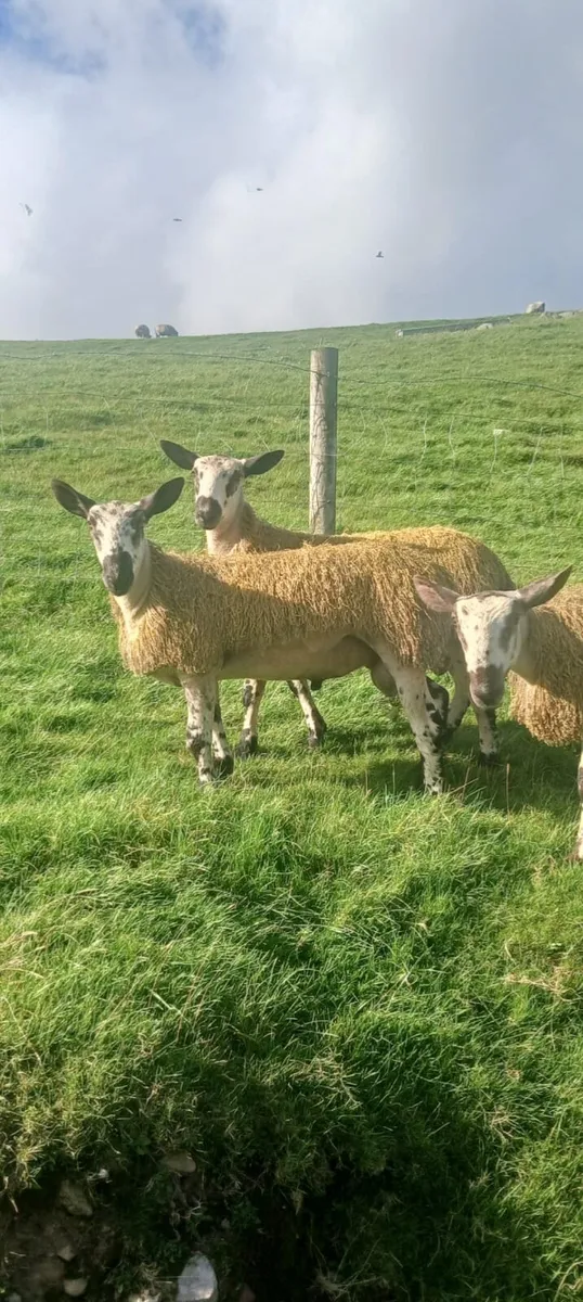 BLUEFACED LEICESTER RAM & EWE LAMBS - Image 2