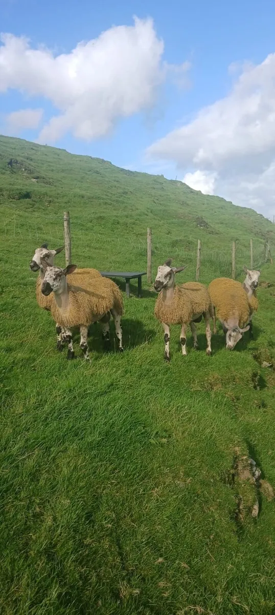 BLUEFACED LEICESTER RAM & EWE LAMBS - Image 3