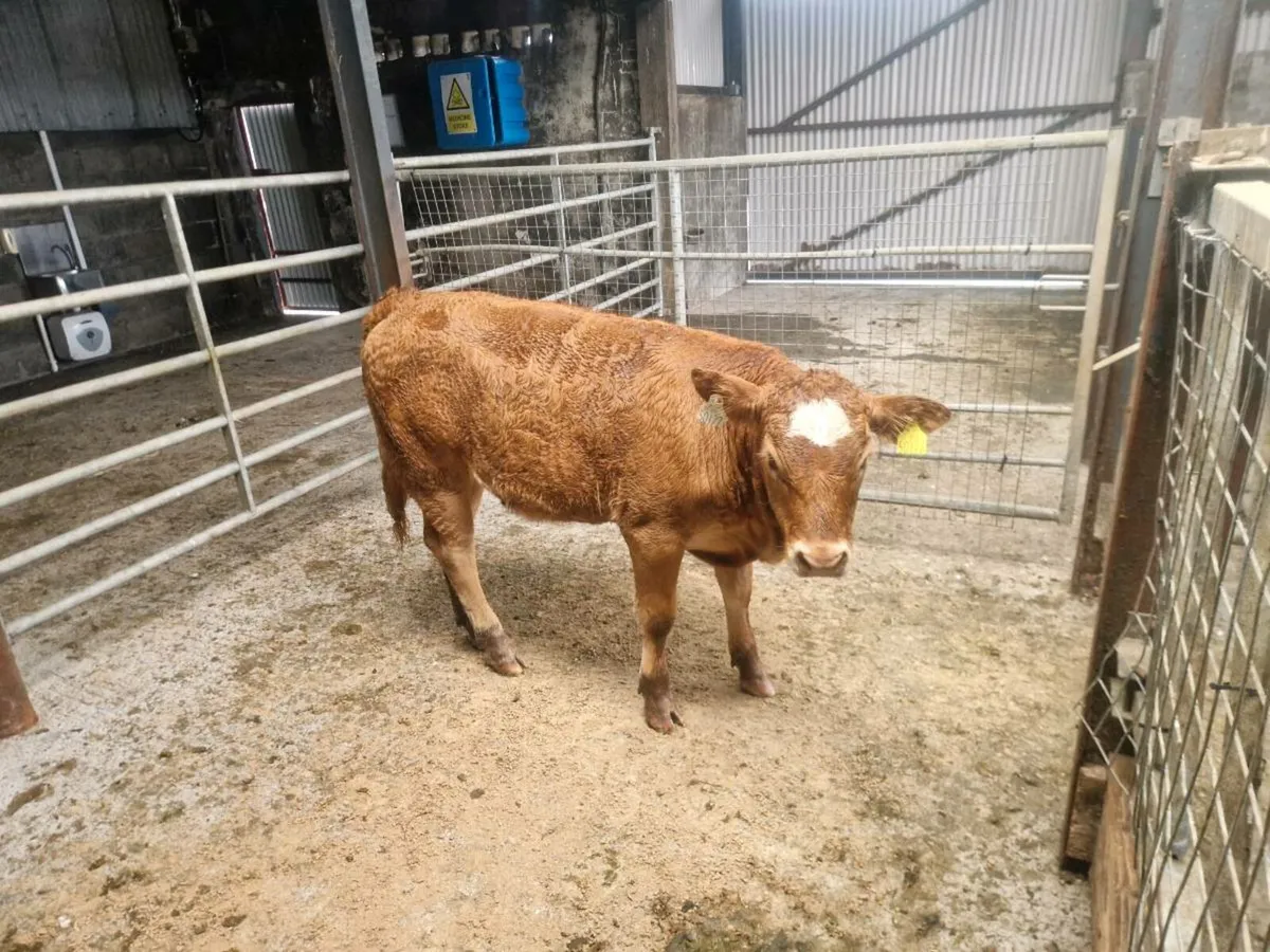 4 ⭐️⭐️⭐️⭐️ Cows BALLA MART 6th SEPT LOTS 2604/2605 - Image 4
