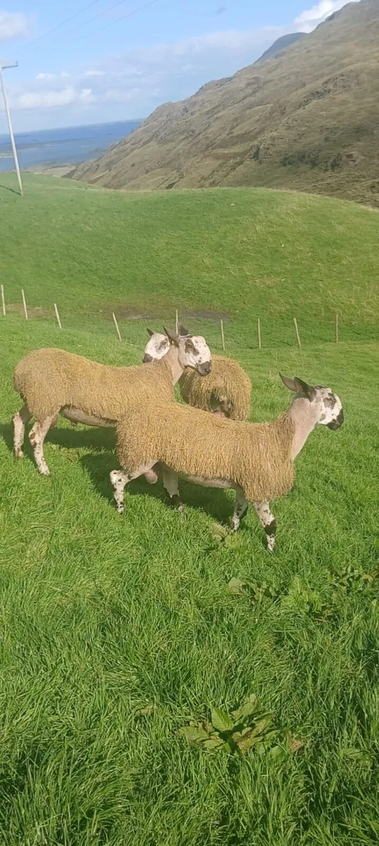 BLUEFACED LEICESTER RAM & EWE LAMBS - Image 4