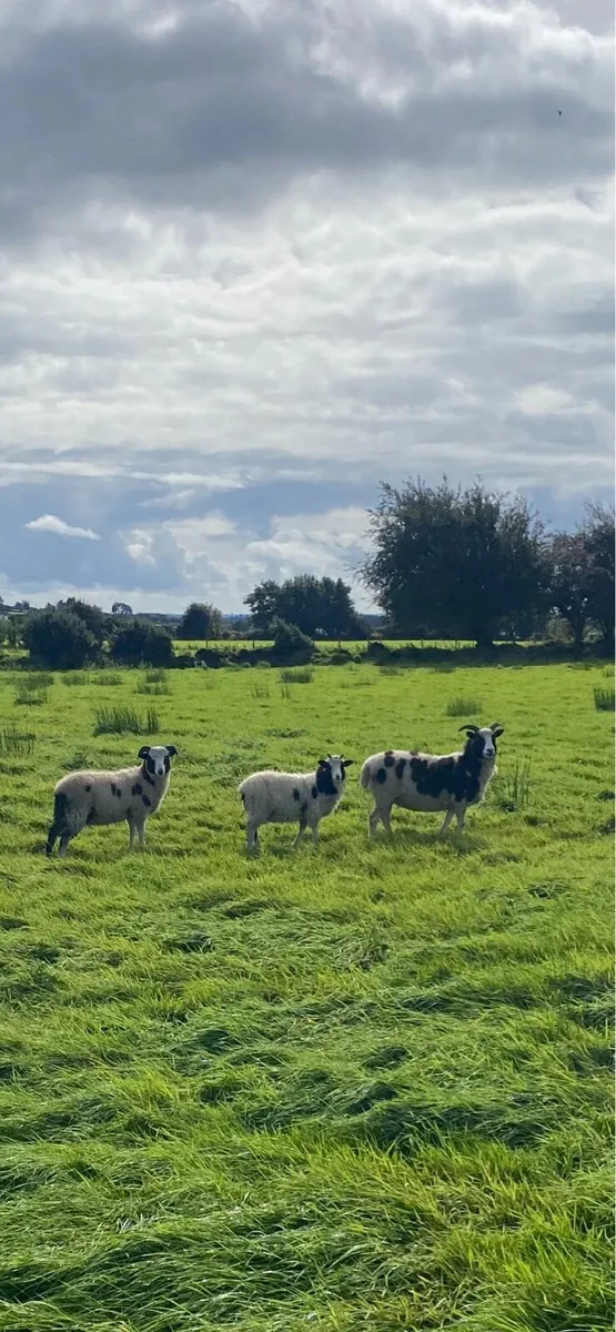 Tuam  Galway - Image 2