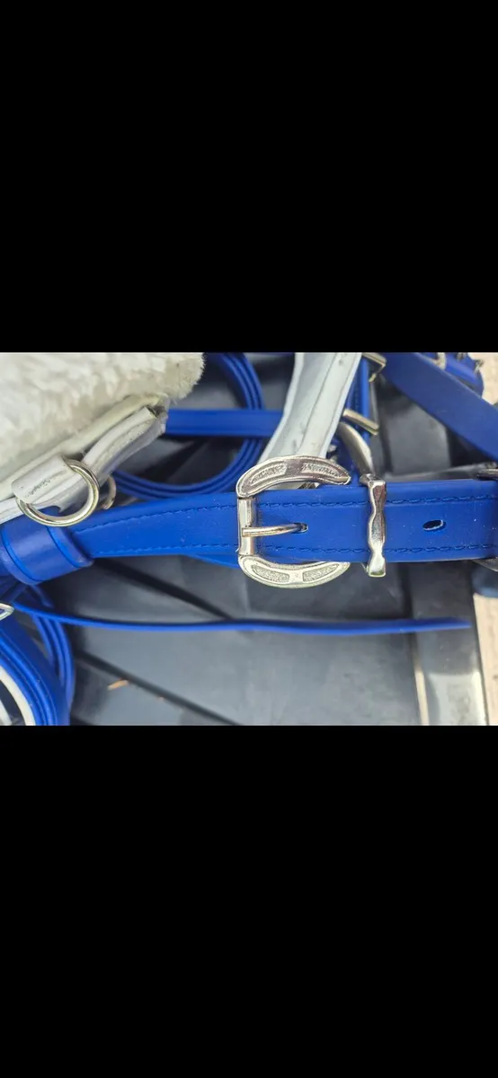 Horse - Image 2