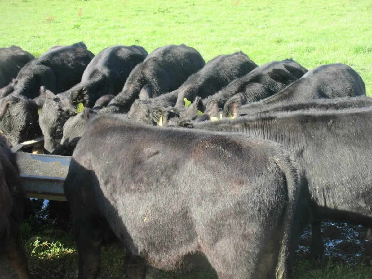 38 aberdeen angus bull weanlings - Image 3