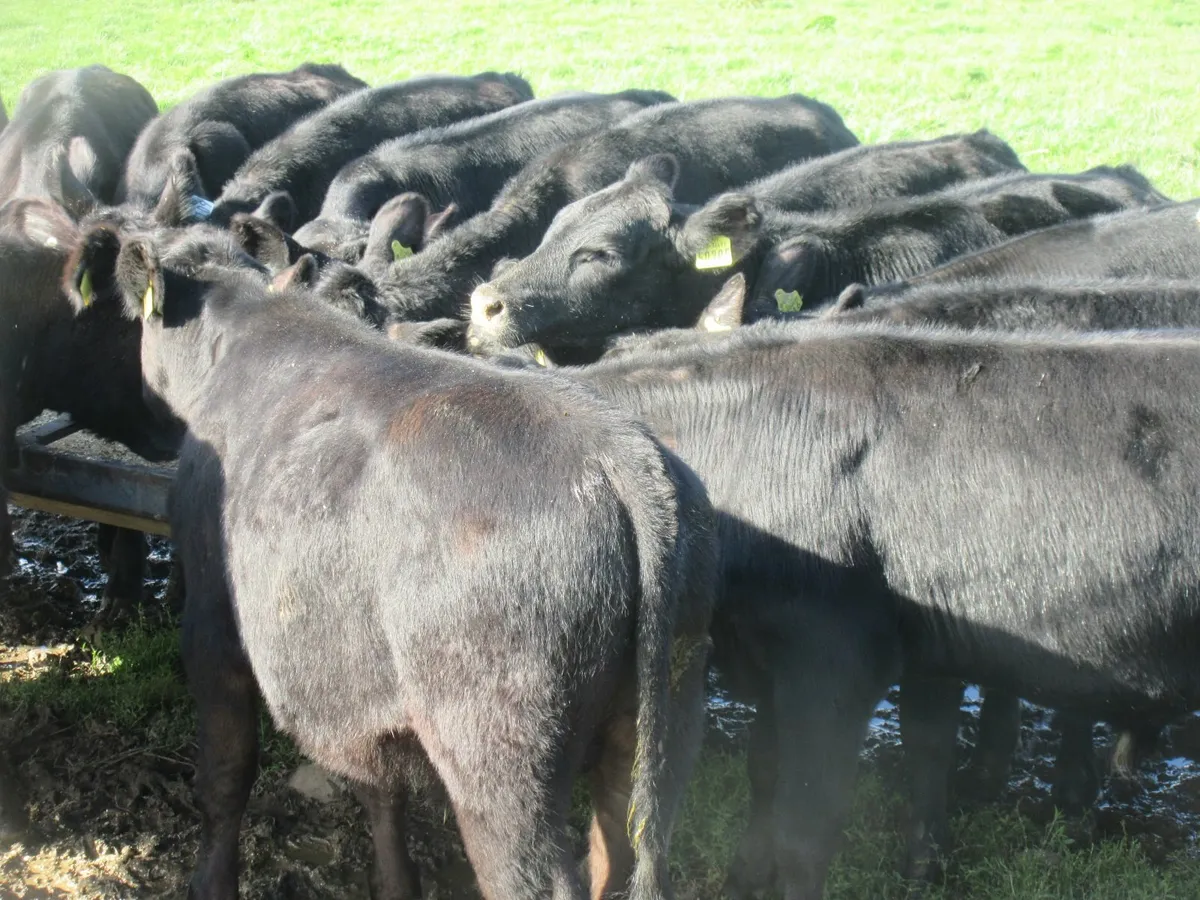 38 aberdeen angus bull weanlings - Image 1